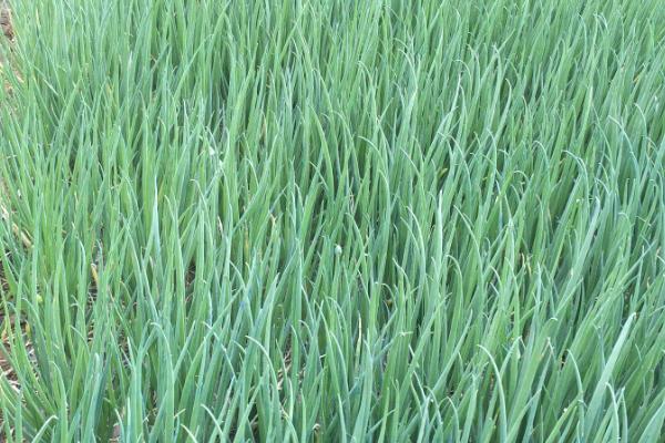 小葱的适宜种植时间，春季在3-4月份播种、秋季在9-10月份播种