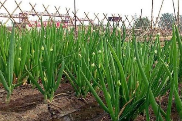 小葱的适宜种植时间，春季在3-4月份播种、秋季在9-10月份播种