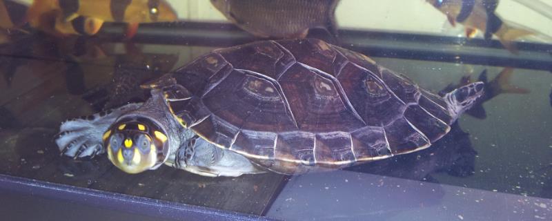 黄头侧颈龟的养殖技巧