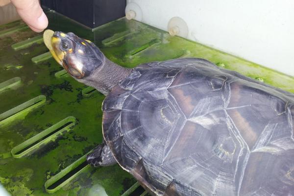 黄头侧颈龟的养殖技巧,需要保持水质清洁