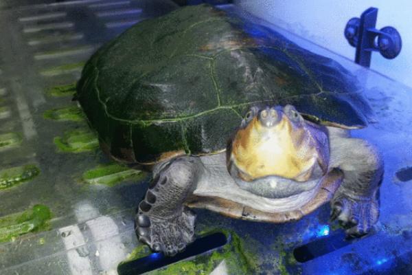 黄头侧颈龟的养殖技巧,需要保持水质清洁