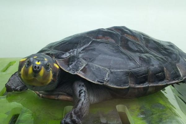 黄头侧颈龟的养殖技巧,需要保持水质清洁