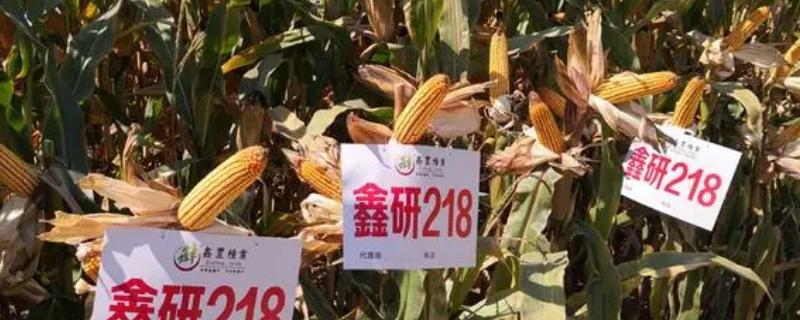 鑫研218玉米种简介