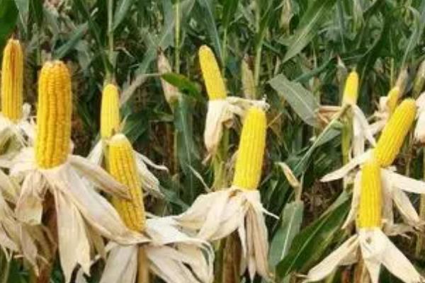 鑫研218玉米种简介,出苗至成熟需要101天