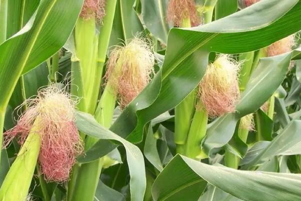 鑫研218玉米种简介,出苗至成熟需要101天