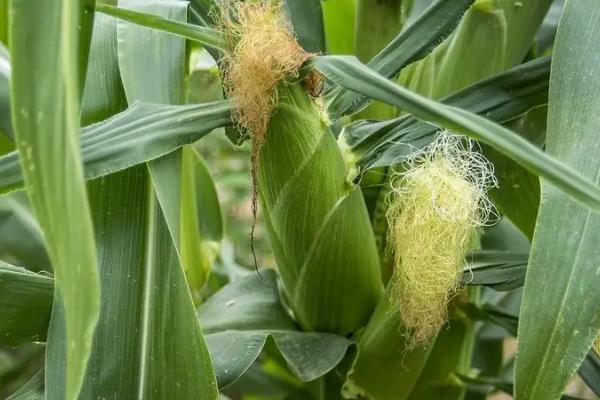 鑫研218玉米种简介,出苗至成熟需要101天