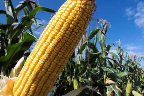 鑫研218玉米种简介,出苗至成熟需要101天