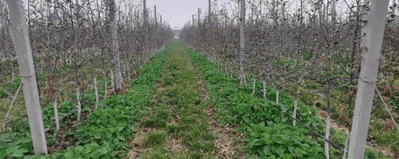 冬季绿肥管理注意事项