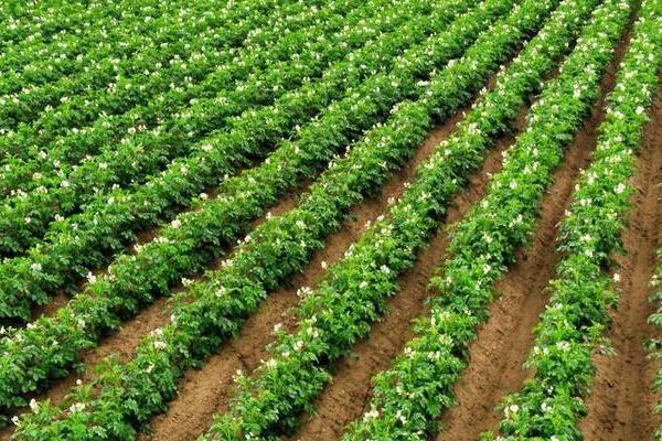 冬季绿肥管理注意事项,绿肥田同样需要施肥