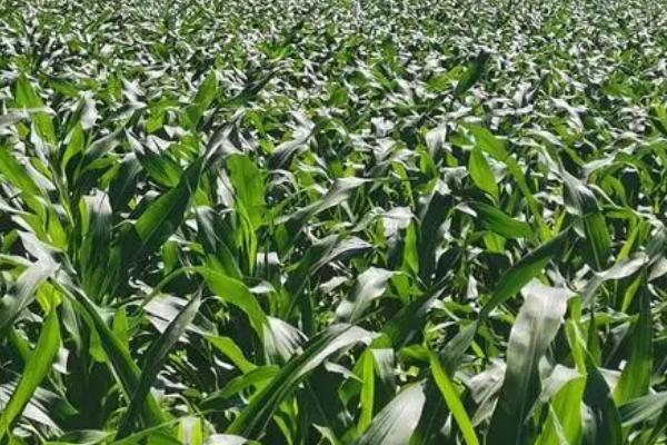 冬季绿肥管理注意事项,绿肥田同样需要施肥