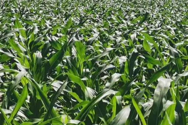 冬季绿肥管理注意事项,绿肥田同样需要施肥