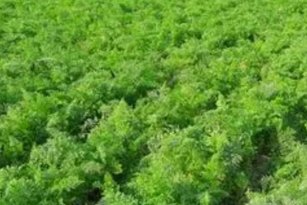 胡萝卜的播种方法,种子采收晒干后应即行搓毛