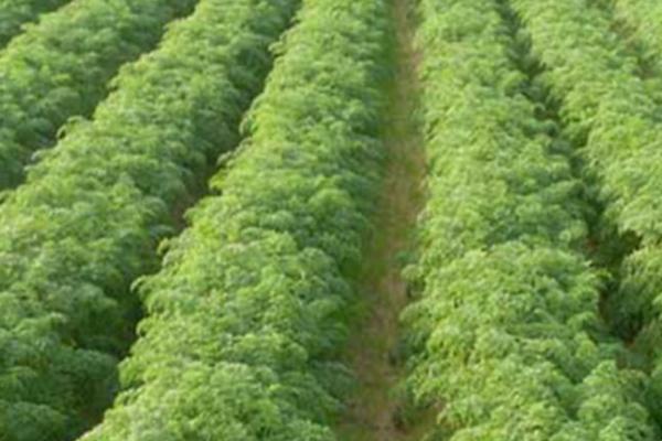 胡萝卜的播种方法,种子采收晒干后应即行搓毛