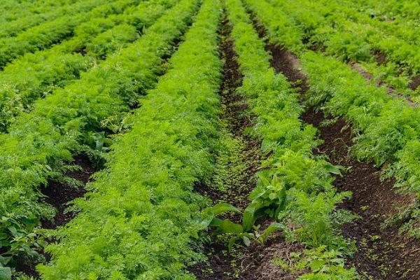 胡萝卜的播种方法,种子采收晒干后应即行搓毛