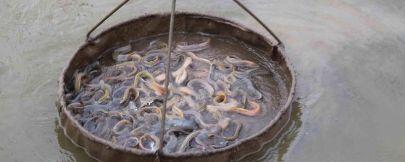 养殖泥鳅的条件