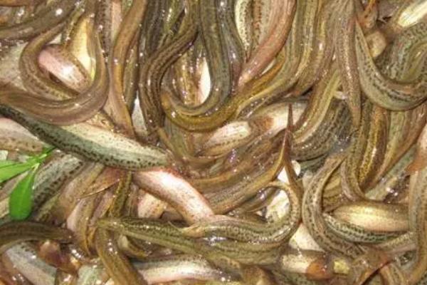 养殖泥鳅的条件,需准备足够大的养殖池和充足的饲料