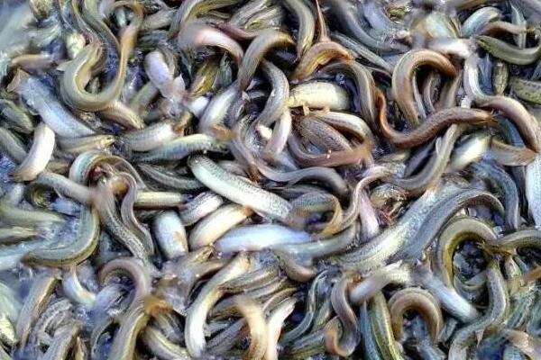 养殖泥鳅的条件,需准备足够大的养殖池和充足的饲料