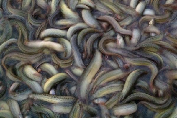 养殖泥鳅的条件,需准备足够大的养殖池和充足的饲料