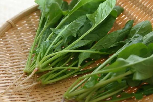 买回来的菠菜根可以水培吗,可以水培也可播种种植