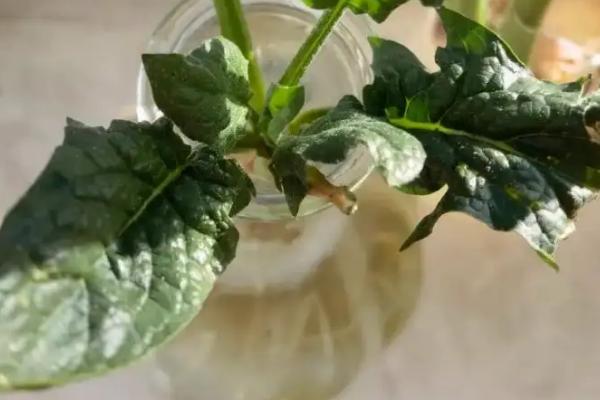 买回来的菠菜根可以水培吗,可以水培也可播种种植