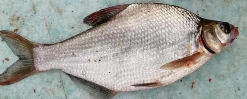 鳊鱼和鲫鱼一样吗