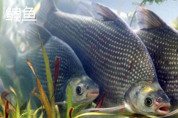鳊鱼和鲫鱼一样吗,外形很像但不是同一种鱼
