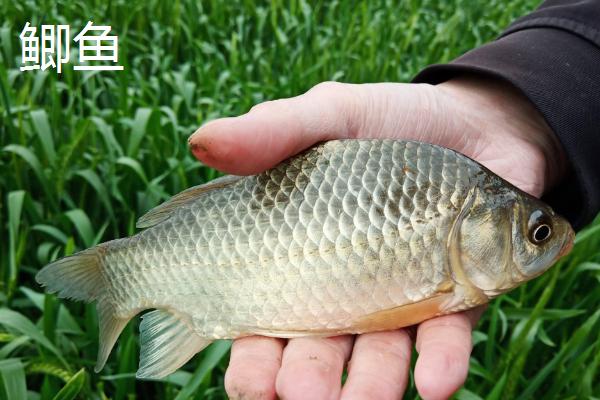 鳊鱼和鲫鱼一样吗,外形很像但不是同一种鱼