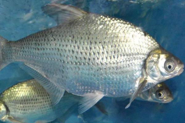 鳊鱼和鲫鱼一样吗,外形很像但不是同一种鱼