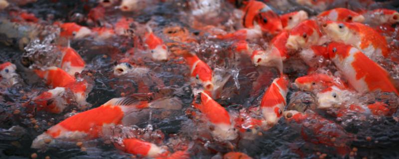 锦鲤身上为什么会出现白霜