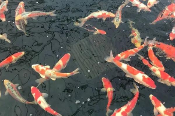 锦鲤身上为什么会出现白霜,可能是患有水霉病或穿孔病