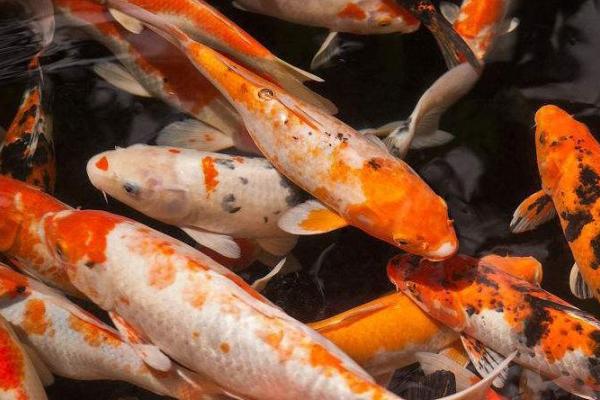 锦鲤身上为什么会出现白霜,可能是患有水霉病或穿孔病