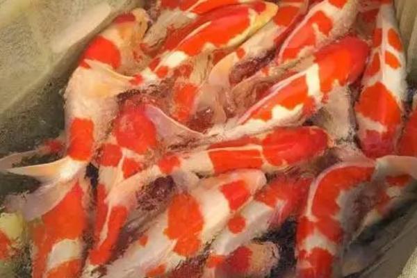 锦鲤身上为什么会出现白霜,可能是患有水霉病或穿孔病