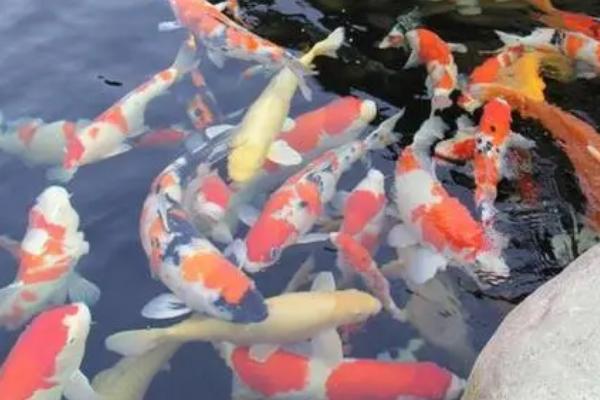 锦鲤身上为什么会出现白霜,可能是患有水霉病或穿孔病