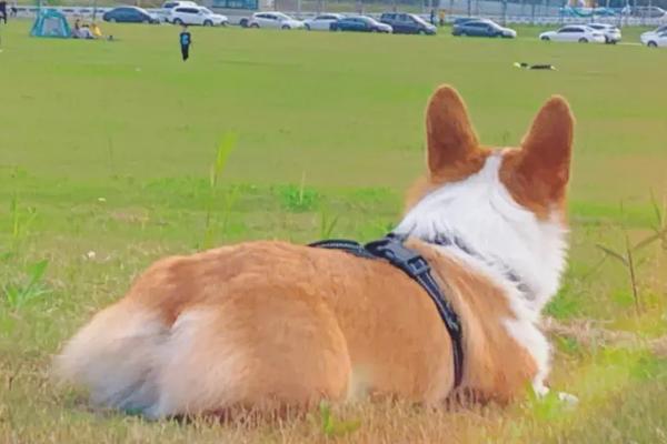 柯基怕热吗,柯基狗怕热不怕冷