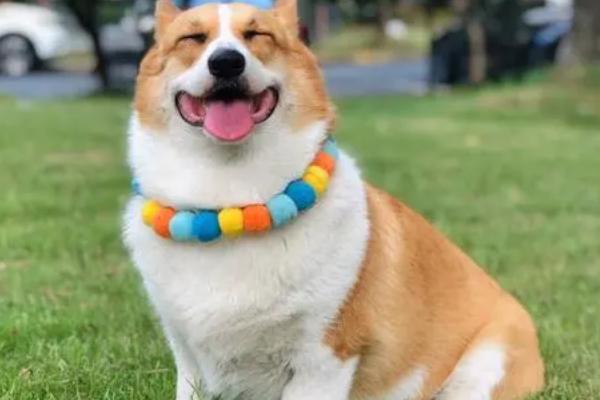 柯基怕热吗,柯基狗怕热不怕冷