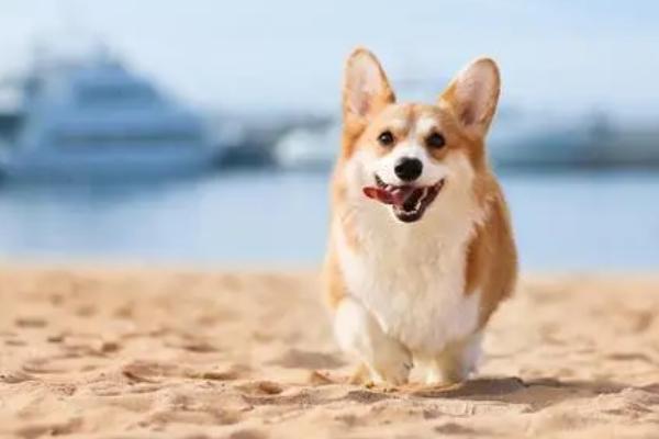 柯基怕热吗,柯基狗怕热不怕冷