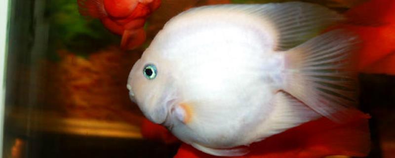 雪鹦鹉鱼好不好养