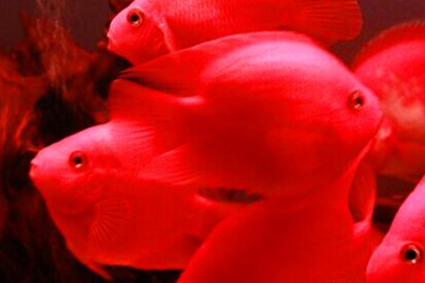 雪鹦鹉鱼好不好养,比较好养但要注意控制水温