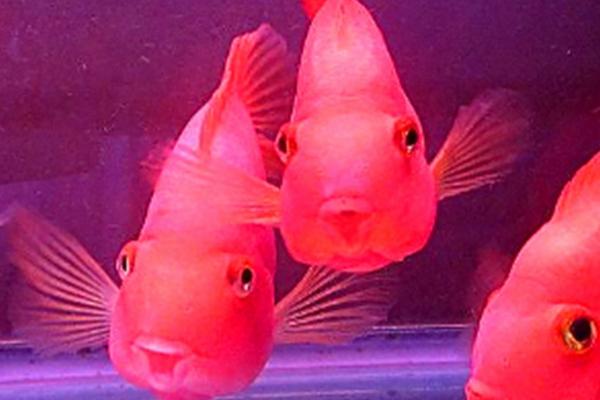 雪鹦鹉鱼好不好养,比较好养但要注意控制水温