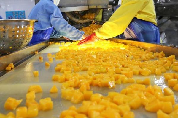 膨化苹果脯怎么加工,需经历选料、硬化、糖煮、膨化等步骤