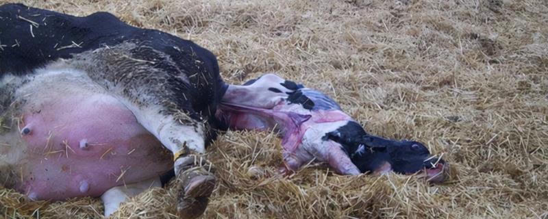 牛胎衣不下烂在肚子里怎么办