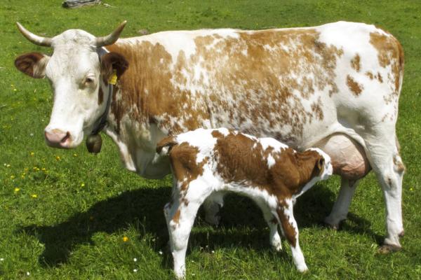 牛胎衣不下烂在肚子里怎么办,先给母牛肌注抗生素