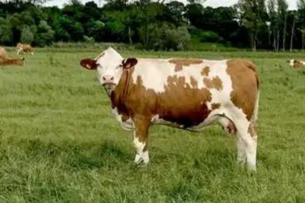 牛胎衣不下烂在肚子里怎么办,先给母牛肌注抗生素