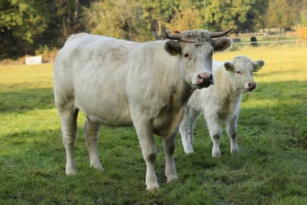 牛胎衣不下烂在肚子里怎么办,先给母牛肌注抗生素