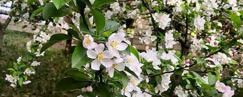 苹果花期管理办法