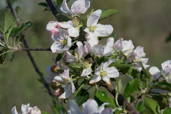 苹果花期管理办法,管理得当可有效促产