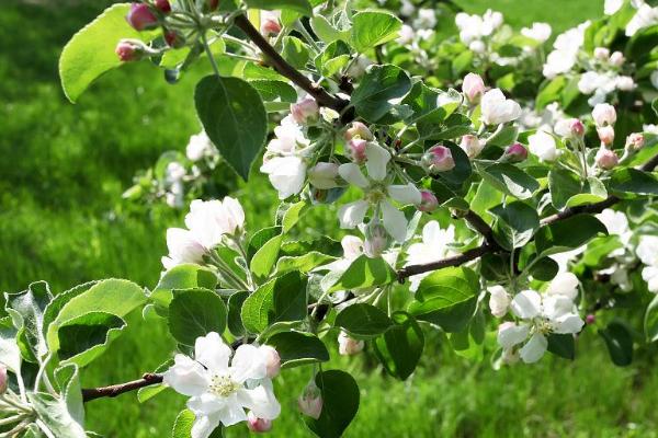 苹果花期管理办法,管理得当可有效促产
