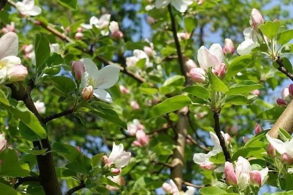 苹果花期管理办法,管理得当可有效促产