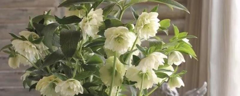 养护圣诞玫瑰的要点