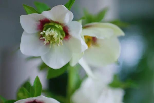 养护圣诞玫瑰的要点,不要过早剪除老叶